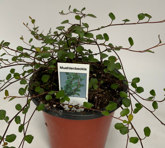 Muehlenbeckia Small Leaf 4.25"