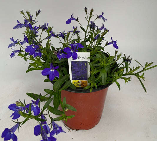 Lobelia 4.25"