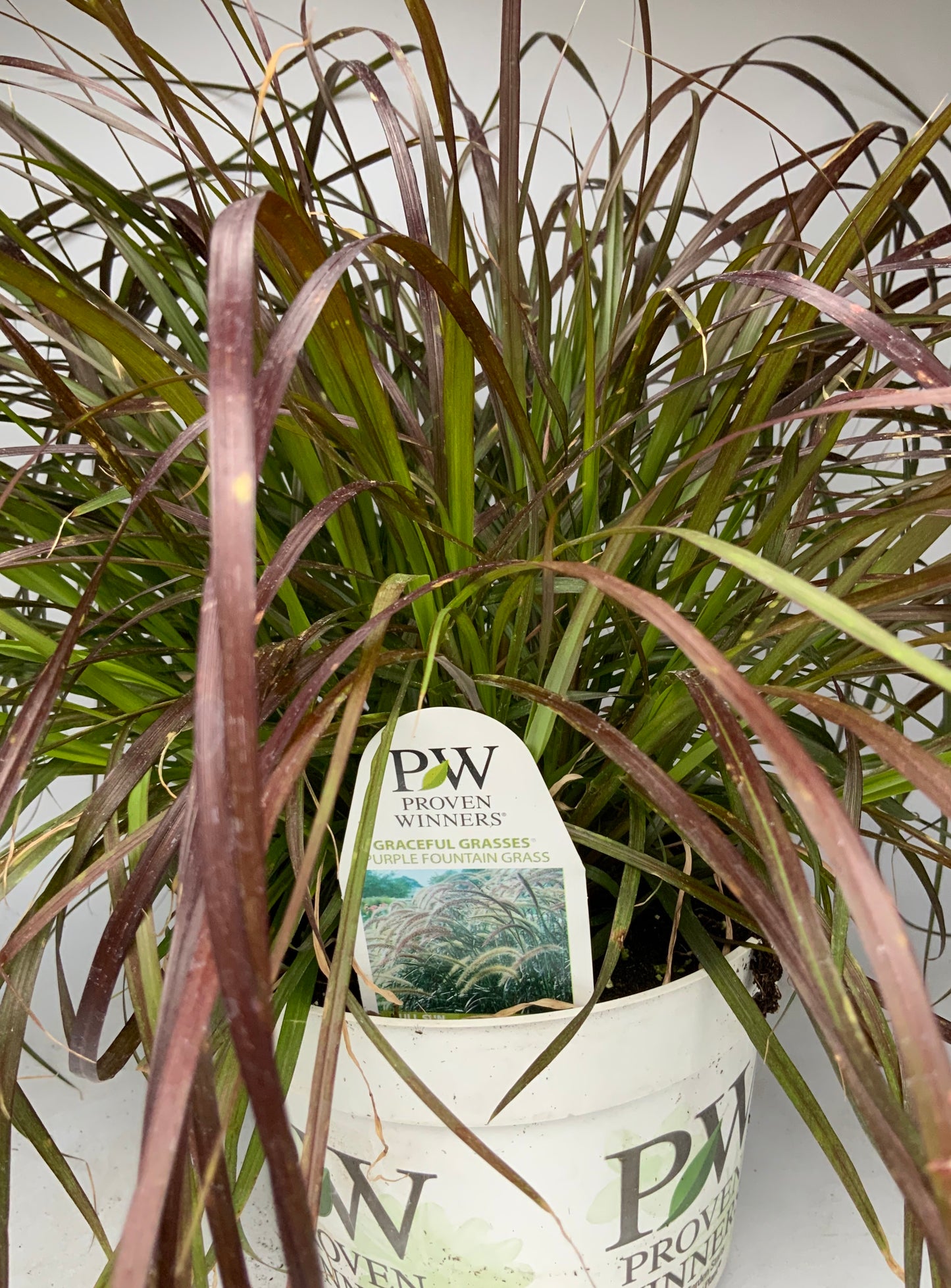 PW 6" Purple Fountain Grass