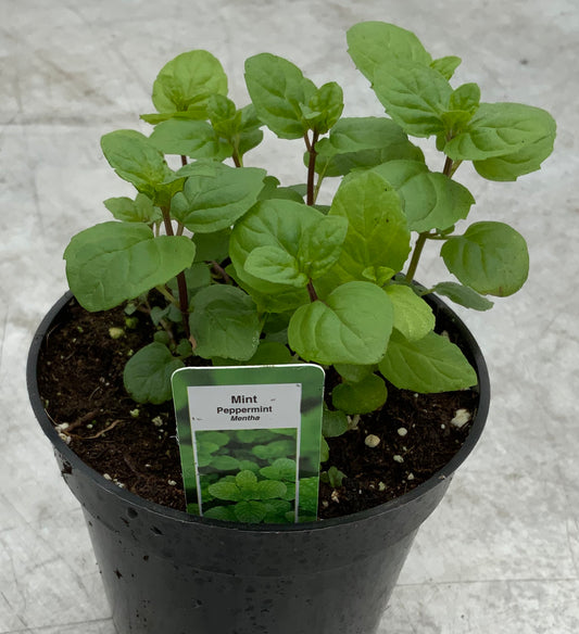 Mint 'Peppermint' 4"