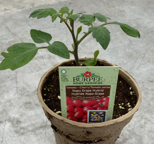 Tomato 'Napa Grape' 4" Fibre