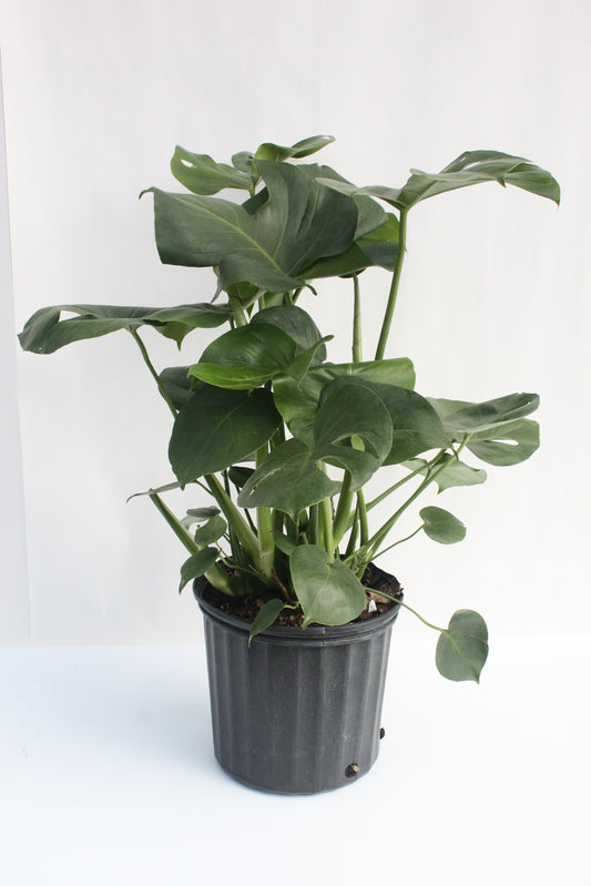 Philodendron Monsterra 10"