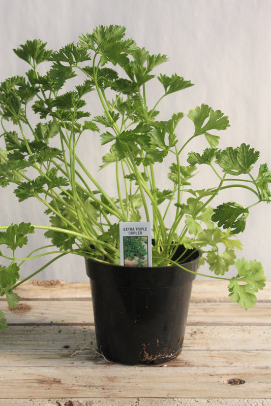 Parsley 'Triple Curl' 4"