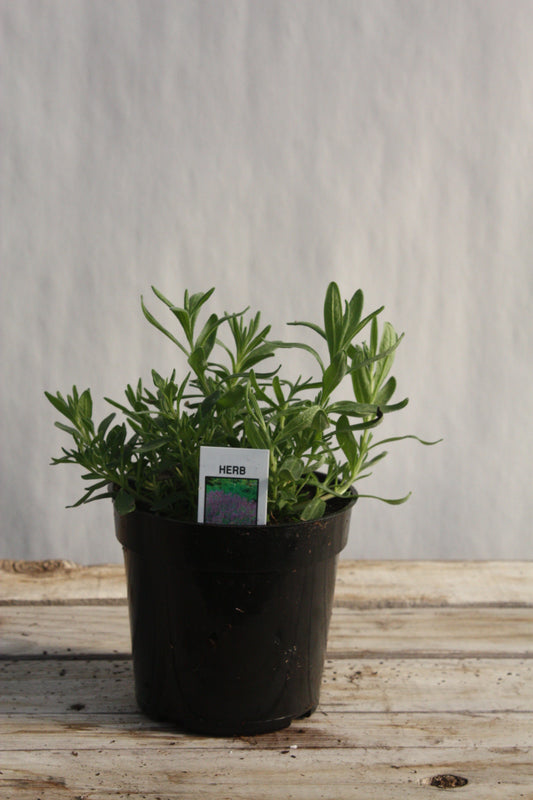 Lavender 'Munstead' 4"
