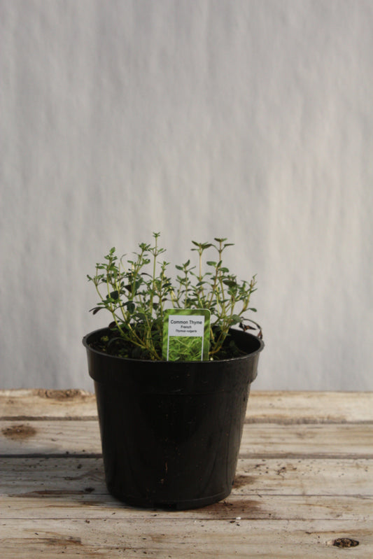 Thyme 'Summer' (French) 4"