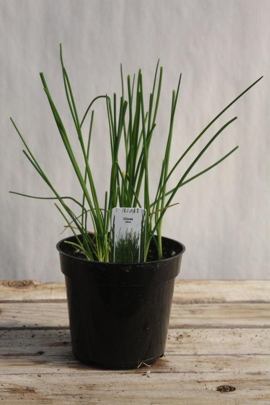 Chives 'Garlic' 4"