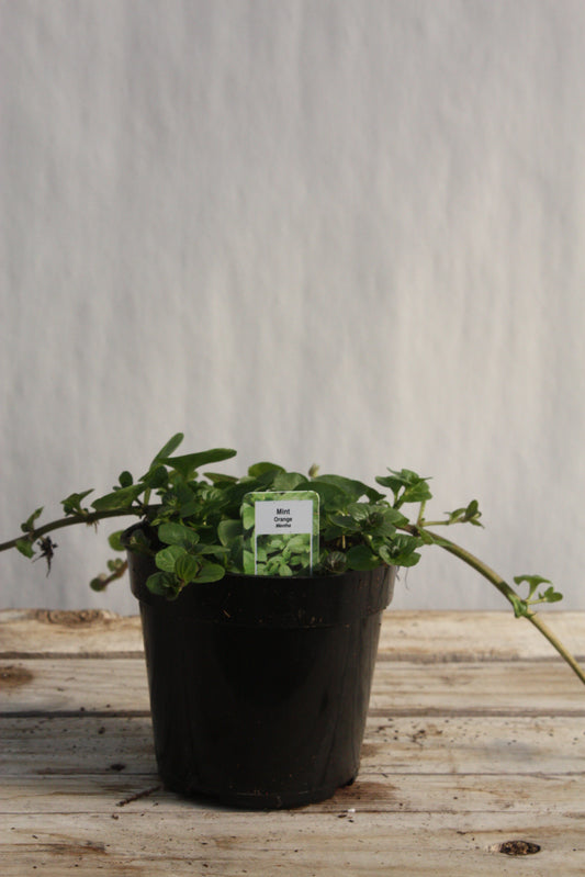 Mint 'Orange' 4"