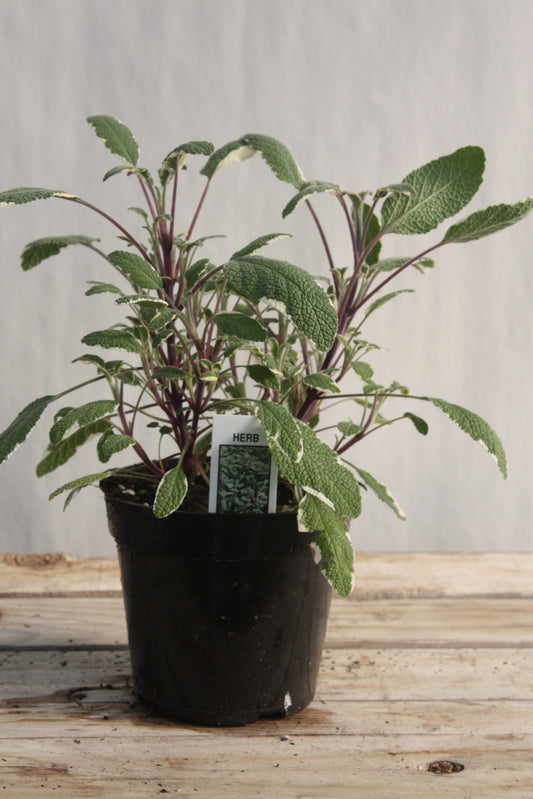 Salvia/Sage 'Tricolor' 4"