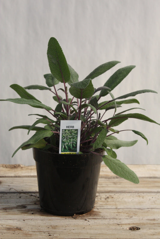 Salvia/Sage 'Purple' 4"