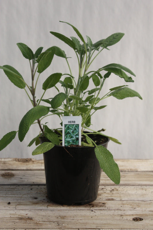 Salvia/Sage 'Garden' 4"