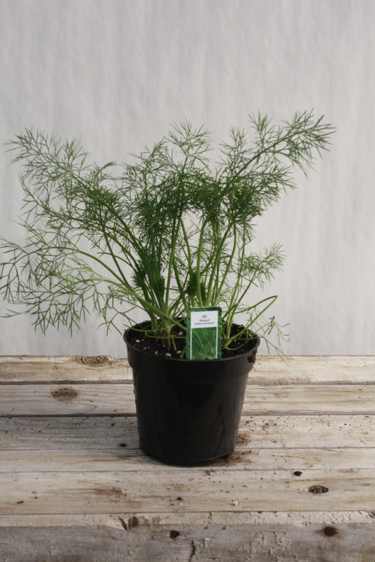 Dill 4"