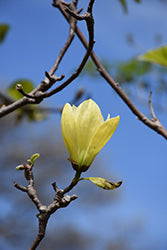 Magnolia Tree 'Butterflies'