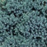 Juniper, Tree-form 'Blue Star' 6gal