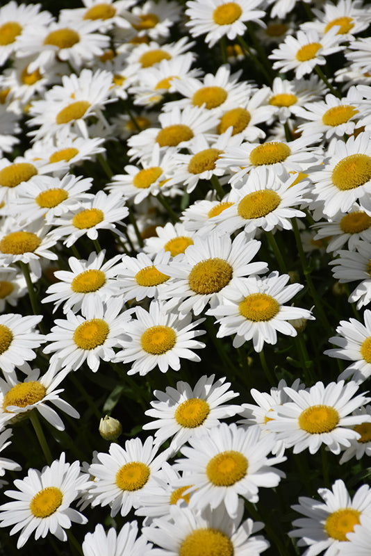 Shasta Daisy 'Becky'