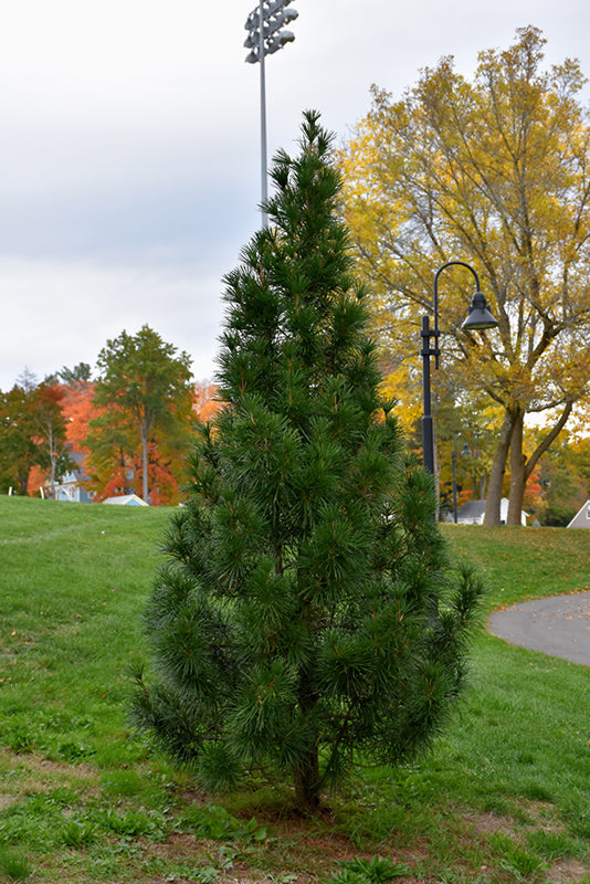 Umbrella Pine 'Wintergreen'