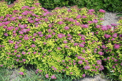 Spirea Double Play 'Gold'