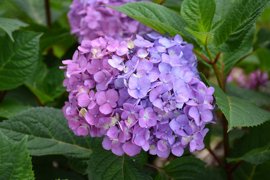 Hydrangea 'Bloomstruck'