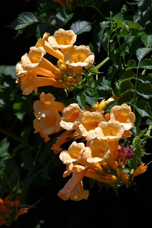 Trumpetvine 'Flava'