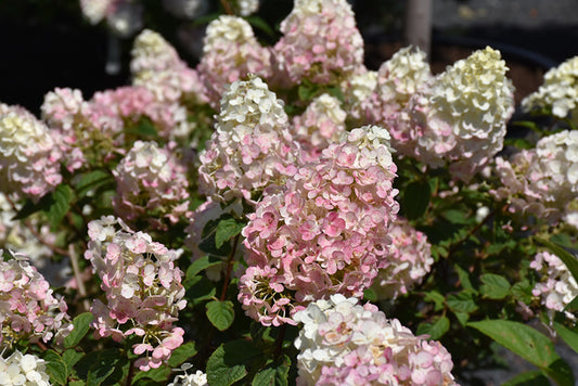 Hydrangea 'Strawberry Sundae'