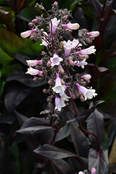 Beardtongue 'Dark Towers'