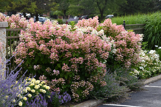 Hydrangea 'Quick Fire' PW