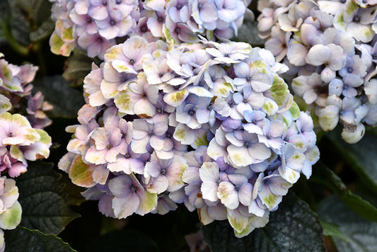 Hydrangea 'Everlasting Revolution'