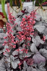 Coral Bells 'Silver Gumdrop' PW