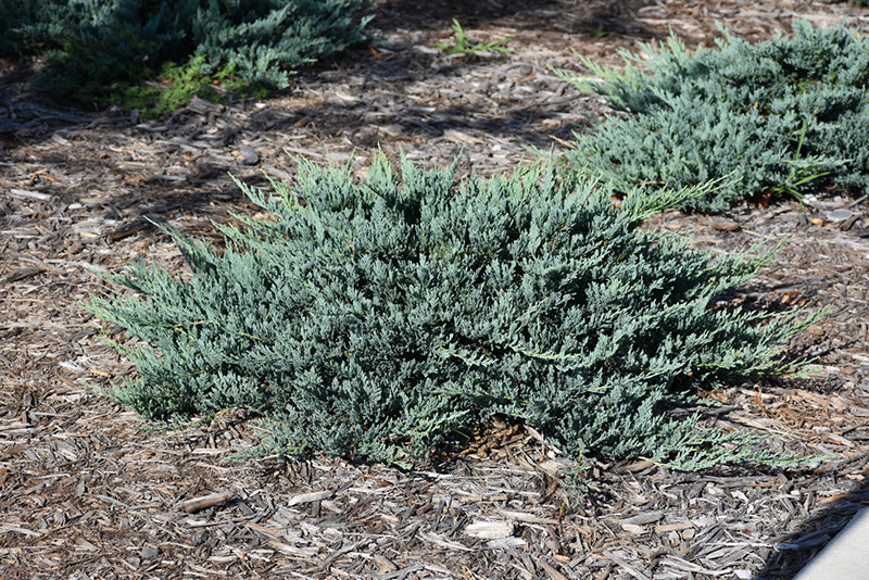 Juniper 'Blue Chip'