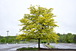 Sunburst Honeylocust 'Suncole'