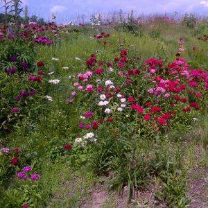 WILDFLOWERS OSC MIXTURE - SEED