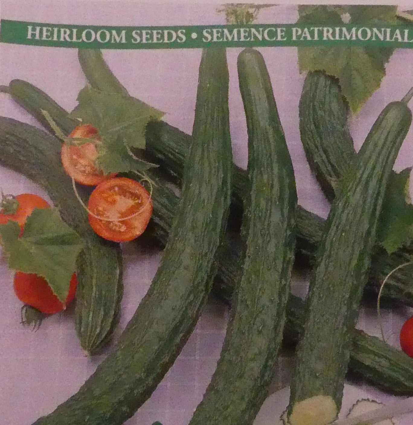 CUCUMBER - SUYO LONG SEED