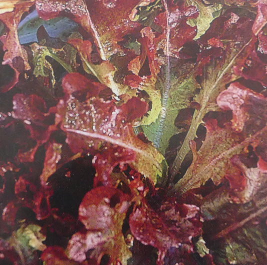 LETTUCE RED OAKLEAF SEED