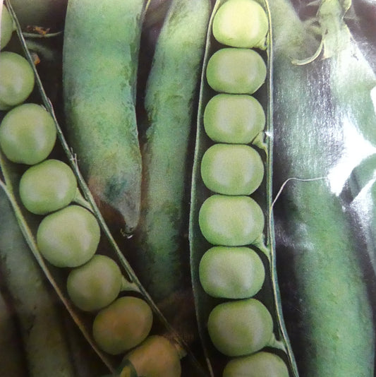 PEAS LAXTON PROGRESS NO 9 - SEED