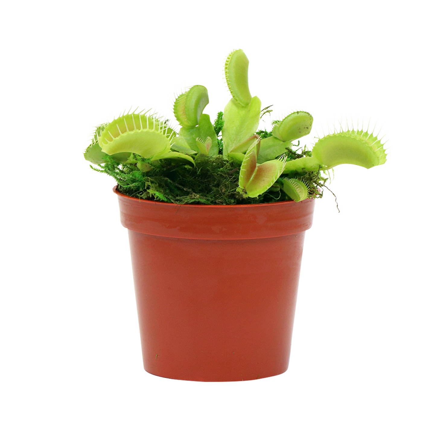 Venus Flytrap 2.25"