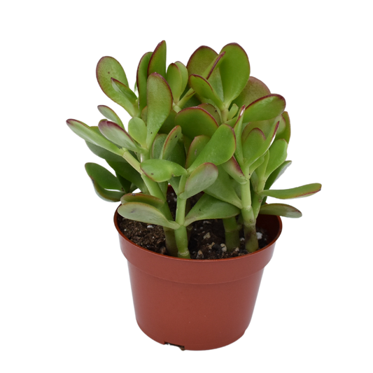 Jade 4"