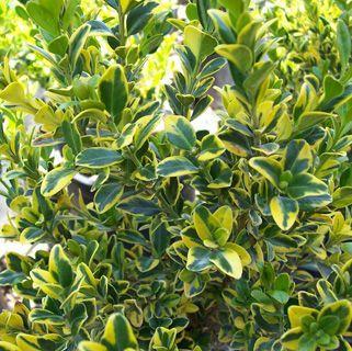 Boxwood 'Golden Triumph'