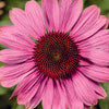 Coneflower 'Prairie Splendor Compact Rose'