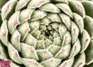 Hens & Chicks, Chick Charms 'Sugar Shimmer'