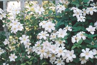 Clematis 'Huldine'