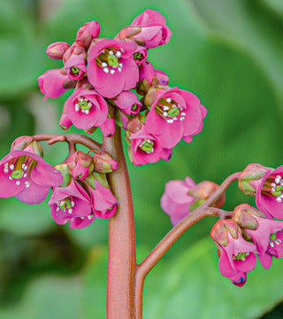 Bergenia 'Winter Glow'