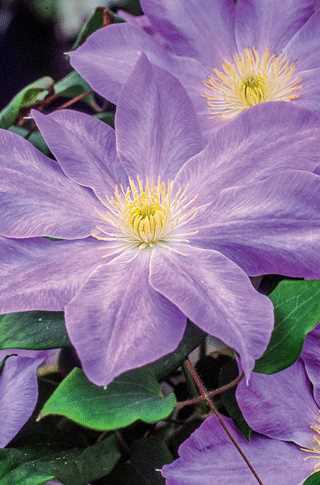 Clematis Combo 'Acropolis & Diana's Delight' 2G