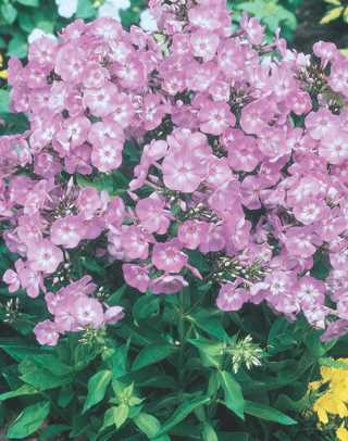 Phlox 'Laura'