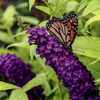 Butterfly Bush 'Crown Jewels' 2GAL