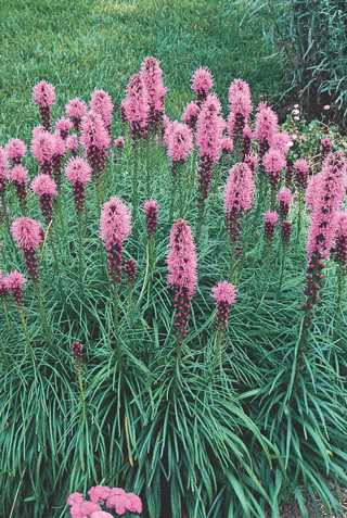 Blazing Star 'Kobold'