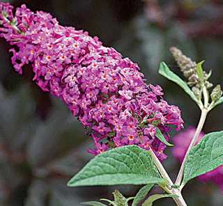 Butterfly Bush 'Miss Ruby' PW