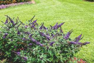 Butterfly Bush 'Pugster Blue' PW