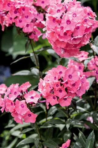 Phlox 'Candy Store Coral Creme Drop'