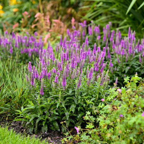 Speedwell 'Magic Show Purple Illusion' PW