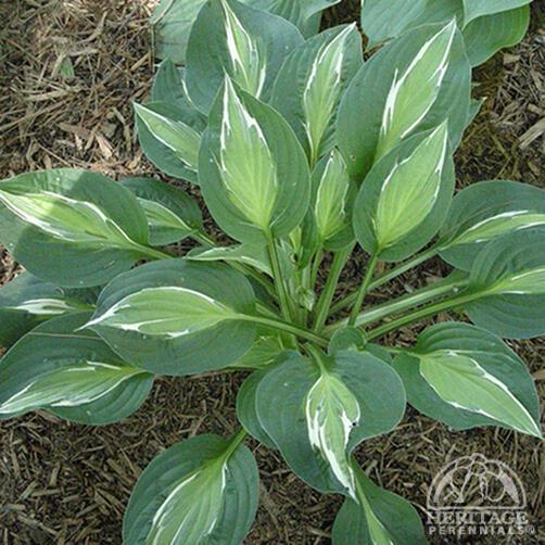 Hosta 'Snake eyes' 1 Gal