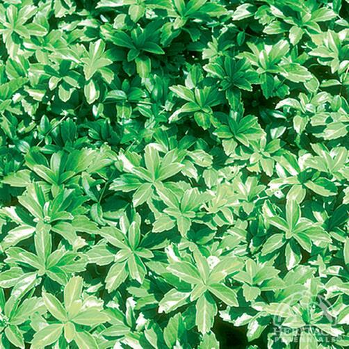 Spurge, Japanese